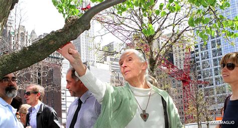 The Tree That Survived 911 Jane Goodalls Good For All News