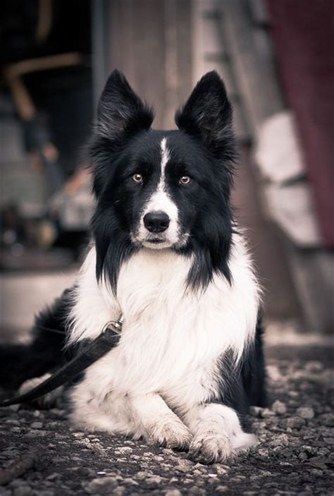 62 Best Border Collie Dog Art Portraits Photographs Information And