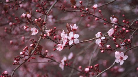 We present you our collection of desktop wallpaper theme: Cherry Blossom Wallpapers (73+ pictures)