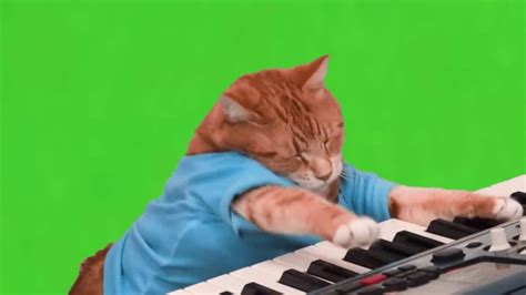 Cat Playing Piano  Youtube