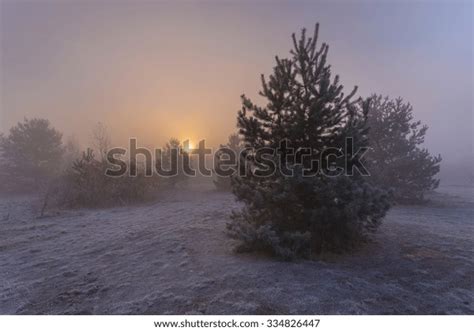 Young Pine Trees Grass Covered By Stock Photo 334826447 Shutterstock