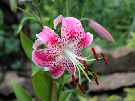 Lilium Speciosum Var Rubrum Japanese Lily World Of Flowering Plants