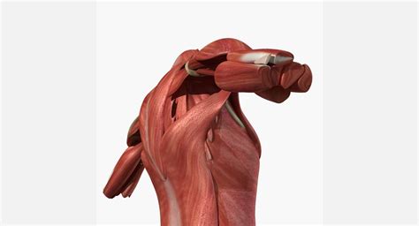 Muscles in the torso ✅. Female Torso Muscle Anatomy 3D Model