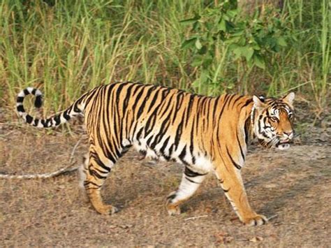 Mrugavani National Park In Hyderabad Telangana India Wildlife Tour