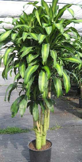 Dracaena Fragrans Known As Corn Plant Grown In Many Forms Usually