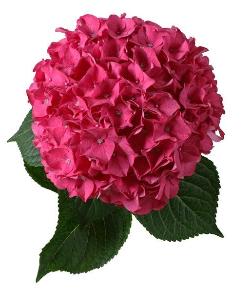 rodeo pink hortensia