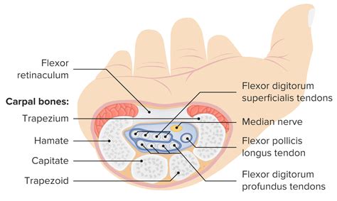 Carpal Tunnel Nerve Anatomy