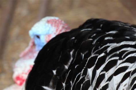 170 Royal Palm Turkeys Stock Photos Pictures And Royalty Free Images