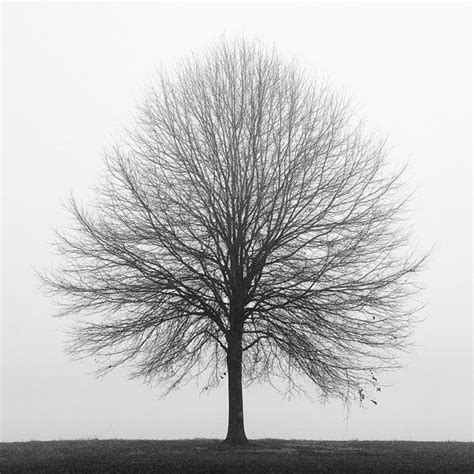 Black And White Photography Tree Photography Print Winter Photography