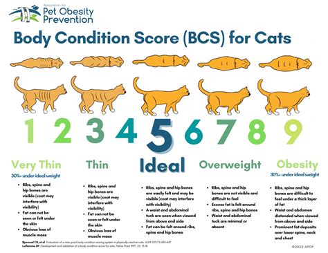 About Body Condition Scoring Association For Pet Obesity Prevention