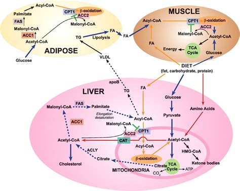 Carbohydrate Metabolism Fatty Acid Metabolism Target For Metabolic