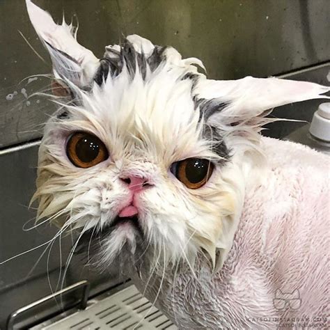 Know the booba meaning me. Pin on Viral Cats