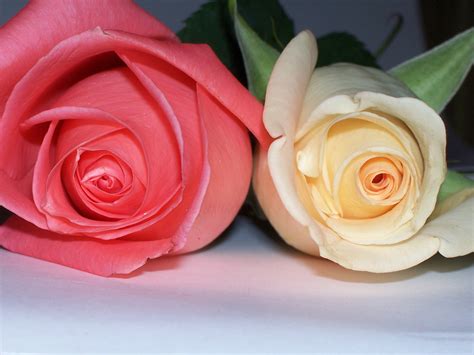 Free Anniversary Roses Stock Photo