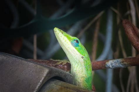 Anole Mating Reproduction Courting • The Wannabe Naturalist