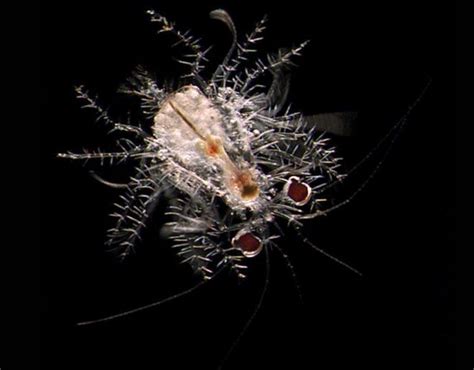 122 Best Images About Deep Sea On Pinterest Life Photo