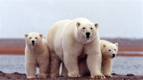 Climate Change Could Drive Polar Bears To Extinction By 2100