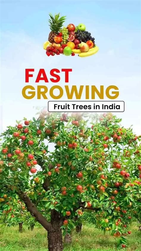 Fast Growing Fruit Trees In India Fruits Farming