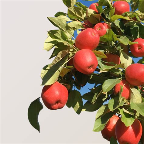 Certified Organic Apples In Washington Farm To Door Delivery Chelan