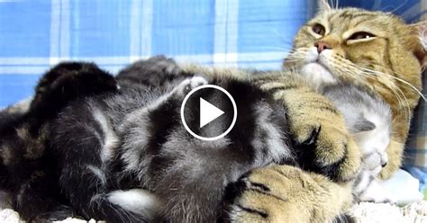 Mama Cat Hugs Her Baby Kitten Catlov