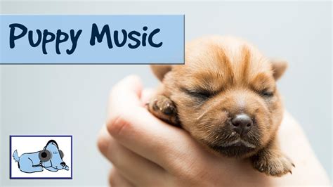 When you return home from work or running errands, how does your dog react? Soft Music for Puppies - Calm Down Your Puppy - YouTube