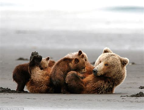Grizzly Bear Shields Her Triplet Cubs From The Wind And Rain Daily