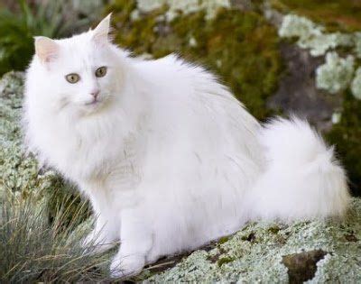 Pastinya, antara kucing anggora asli dan yang hanya merupakan hasil perkawinan silang sangatlah berbeda. 11 Ciri Kucing Anggora yang Asli. Kalau Belum Tahu Betul ...