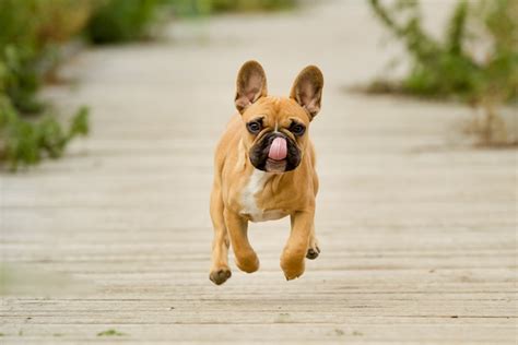 First of all, i'm very glad that you're thinking responsibly and not just jumping into breeding her indiscriminately. Common Myths & Misconceptions About French Bulldogs - What ...