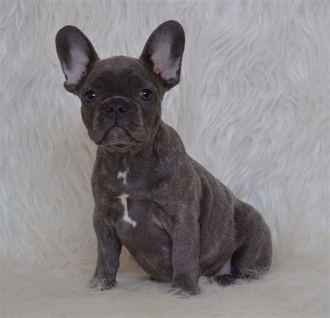 She comes with papers, shots, and health guarantees. Blue French Bulldog Puppy 5 - French Bulldogs LA