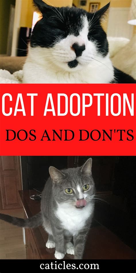 Many people, when ready to adopt the family cat, don't give the question much thought: Am I Ready for a Cat? What to Know Before Adopting a Cat ...