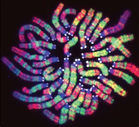Scientists Identify New Way Cells Turn Off Genes Scientist Dna Genetics Science Nerd