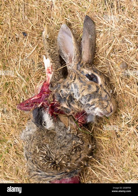 Easter Bunny Is Dead Carcass Of Mutilated Rabbit Stock Photo