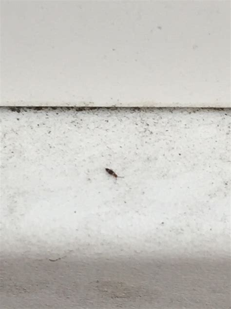 Located Near Seattle Very Small Bug All Over My Vinyl Siding And