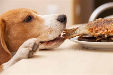 You may have heard that eating fruits before vegetables can cause a lifelong preference for sweet foods, but there's. How To Stop Your Dog From Stealing Food from the Counter ...