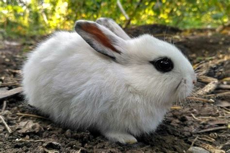 Blanc De Hotot Rabbit Facts Lifespan Behavior And Care Guide With