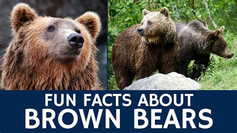 Interesting Brown Bear Facts Documentary Video For E Learning And