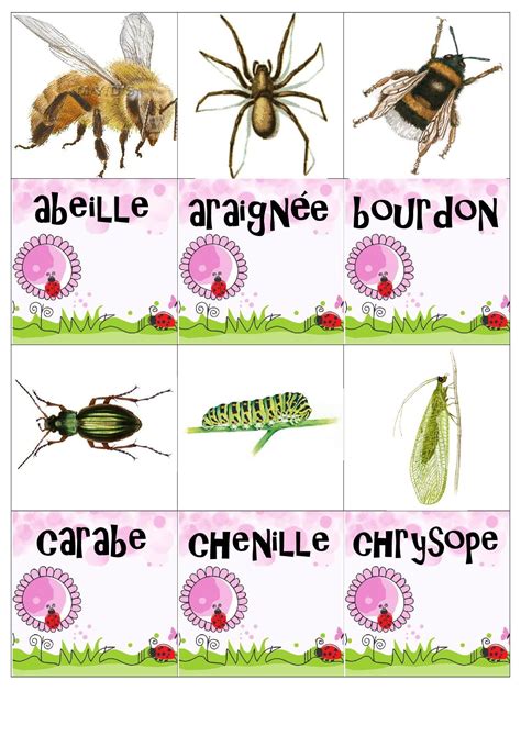 Mémory Des Petites Bêtes Du Jardin Les Petites Betes Jardins Insectes