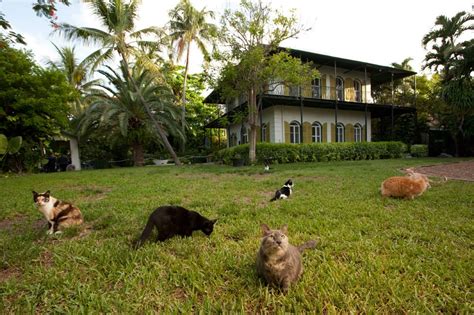 Polydactyl Cats At Hemingway S House In Key West Aww