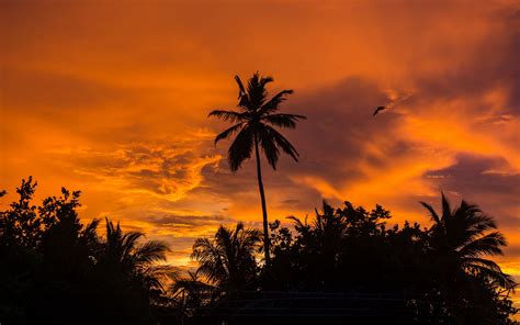 Download Wallpaper 3840x2400 Palm Trees Sunset Tropics