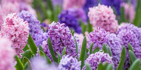 How To Plant Hyacinth Bulbs This Fall For Gorgeous Spring