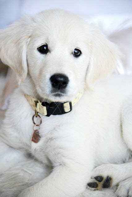 The table below allows you to quickly and easily find. Rio the Golden Retriever | White golden retriever puppy ...