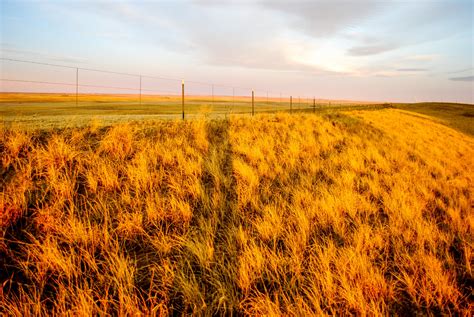 Golden Prairie Grasses Free Stock Photo Public Domain Pictures
