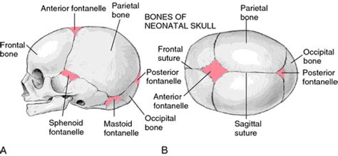 Fontanels And Sutures W Pictures And Bony Markings Skull Flashcards