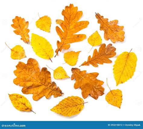 Collection Of Yellow Autumn Leaves Isolated On White Background Stock