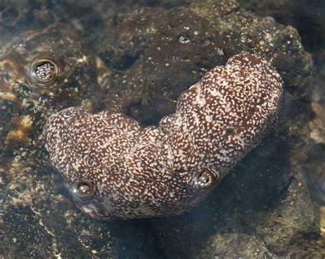 Pictures Of Sea Cucumbers Sea Cucumber Sea Molluscs