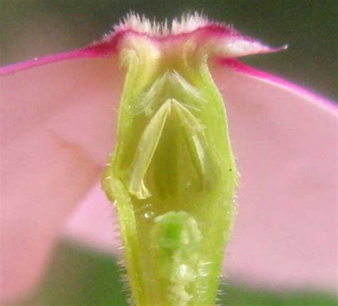 Madagascar Periwinkle Catharanthus Roseus