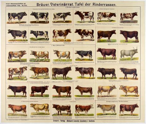 Tafel Der Rinderassen Cows Breeds Of Cows Dairy Cattle Cattle Farming