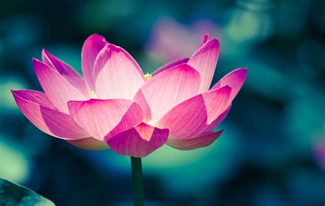 Lotus Flower Water Lily Pink Hd Wallpaper Rare Gallery