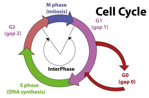 During The Cell Cycle Rna And Protein Synthesis Takes Place During