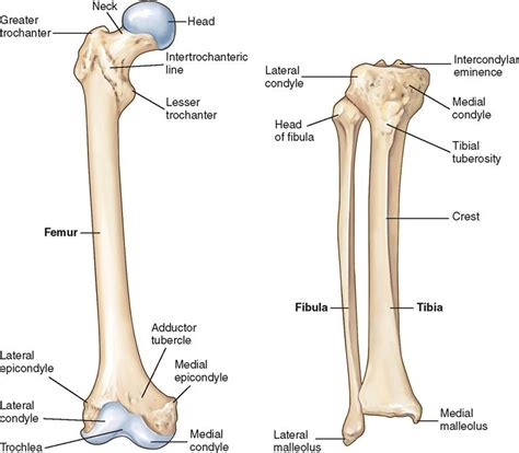 11 Orthopedic Surgery Basicmedical Key