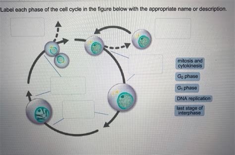 Solved Label Each Phase Of The Cell Cycle In The Figure